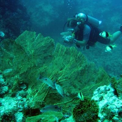A Conservation volunteer collecting data in Thailand whilst on a Diving and Marine Conservation work experience trip. A Projects Abroad volunteer collects data on a Diving and Marine Conservation volunteering project.